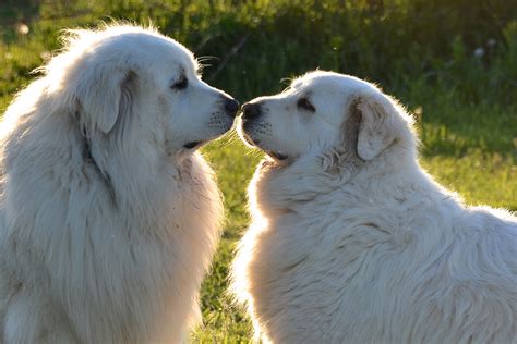 great pyrenees dogs hd wallpaper wallpaper flare