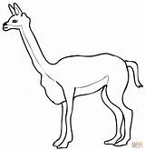 Coloring Vicuna Vicunas Pages Realistic Drawing Printable sketch template