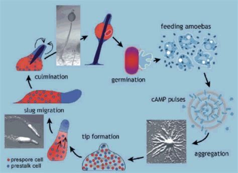 Life Cycle Of Dictyostelium Discoideum In The Model Or Open I