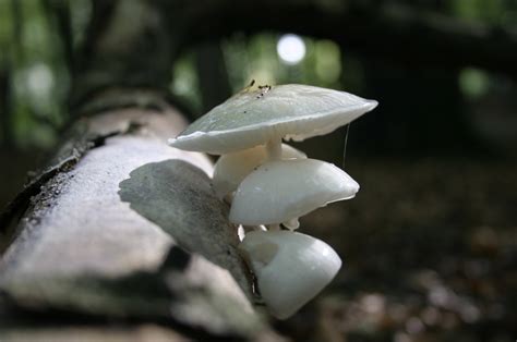 white fungus  photo  freeimages
