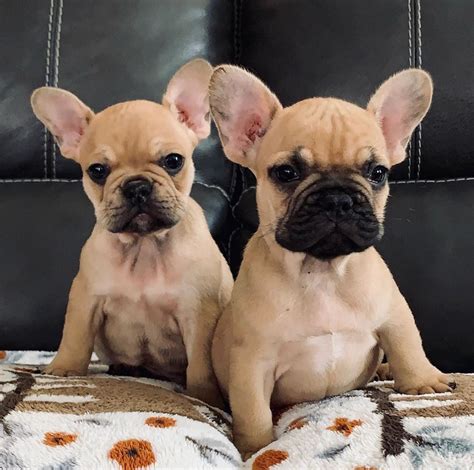 fawn frenchies french bulldog puppies cute dogs cute funny animals