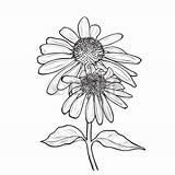 Coneflower Echinacea Purpurea Flowers Drawing Purple Hand Drawn Flower Ink Style Sketches Line Clipart Illustration Drawings Calendula Choose Board Stock sketch template