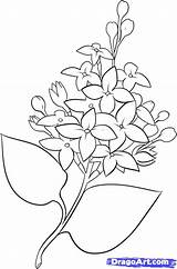 Lilacs Dragoart Guardado sketch template