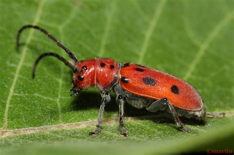 red milkweed beetle north american insects and spiders