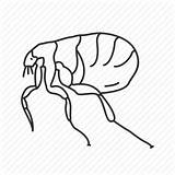 Flea Drawing Icon Bug Tick Insect Siphonaptera Getdrawings sketch template