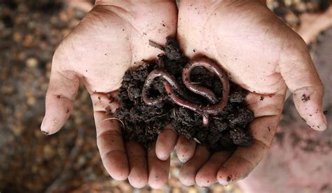 earthworms eat worldatlas