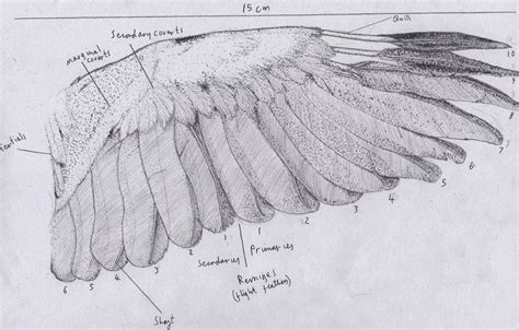 wing anatomy  amychoppies  deviantart