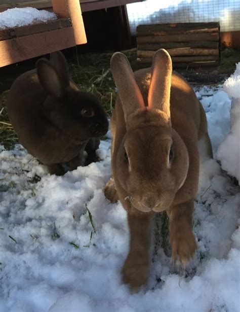 outdoor rabbits in cold weather rabbit welfare