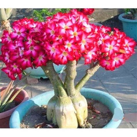 5pcs Charm Rare Flower Pink Adenium Obesum Desert Rose Bonsai Tree