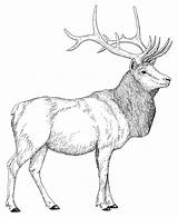 Elk Bull Coloring Pages Color Print sketch template