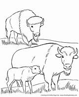 Coloring Pages Bison Wild Animal Parks Yellowstone National Park Animals Printables Usa Family Clipart Buffalo Printable Plain Monuments Grazing Plains sketch template