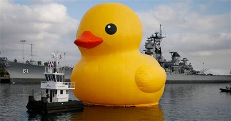 canada gets giant rubber duck for its birthday because a loon is too