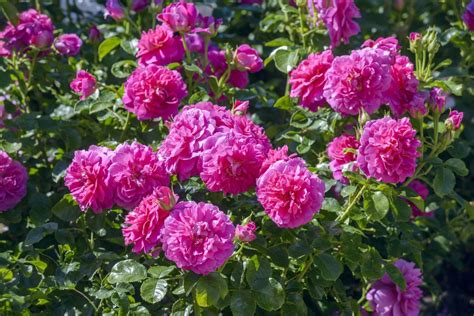david austin english rose englands rose mm pot dawsons garden world