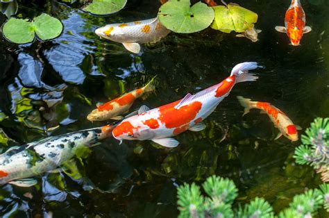 pond fish breeding doityourselfcom