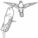 Position Hummingbird Perch Fly Coloring sketch template