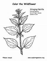 Stinging Coloring Nettles Exploringnature sketch template