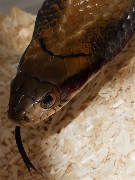 false water cobra snake reptiles dream life