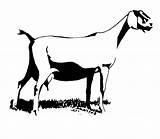 Goat Nubian Clipart Clip Dairy Goats Silhouette Show Head Cliparts Boer Articles Milk Pygmy Clipartix Pregnant Result Library 4h Gif sketch template