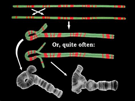 chromosomal inversion psychology wiki fandom powered