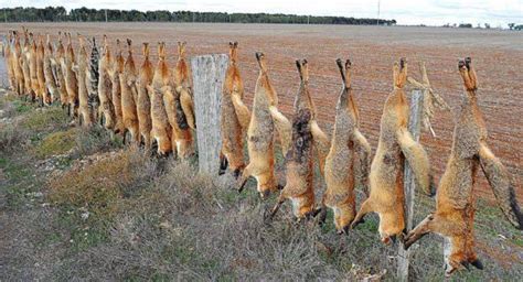 problem  foxes  released  farming forum