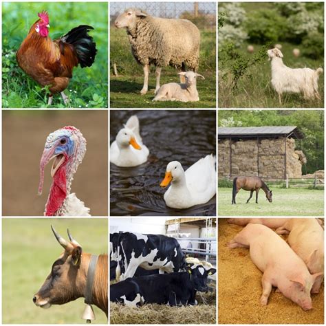 taller de animales en la granja kultural tours