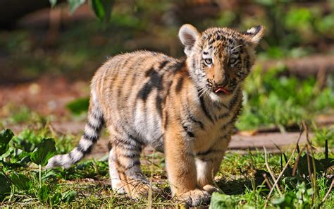 tiger baby full hd wallpaper  background image  id