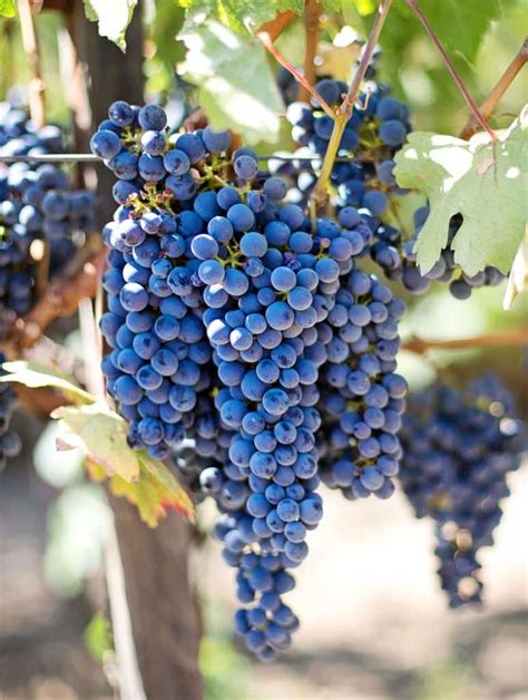 grapevine growing caring   harvesting grapes varieties pruning