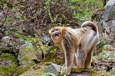 golden snub nosed monkey pygathrix  danita delimont