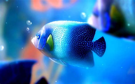 fondos de peces azules imagenes  fotos