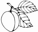 Apricot Coloring Pages Fruits sketch template