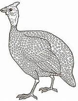 Guinea Fowl Coloring Clipart Pages Bird Guineafowl Hens Clip Painting Chicken Drawings Tole Clipground Animal Line Sketch Template Desenho Cliparts sketch template