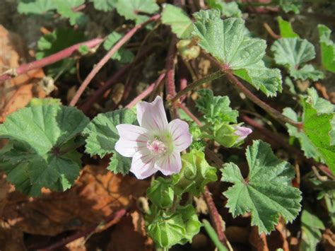 common mallow college  agriculture forestry  life sciences