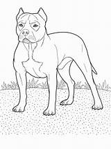 Pitbull sketch template