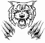 Wildcat Clipart Scratch Bobcat Wildcats Drawing Claw Mascot Shirt Logo Cat Pages Clip Coloring Face Wild Kentucky Tiger Sketch Silhouette sketch template