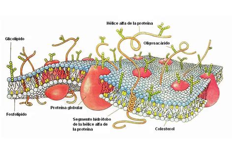 membrana celular caracteristicas alimentacion habitat reproduccion depredadores