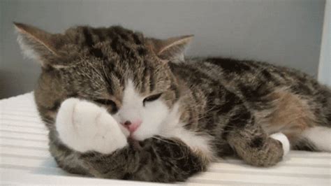 cat licking find and share on giphy