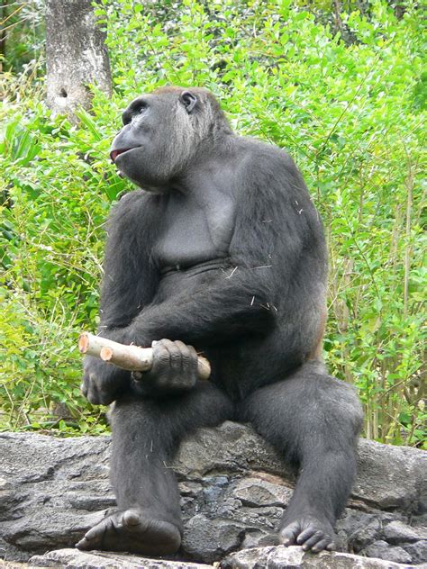 gorilla penis tubezzz porn photos