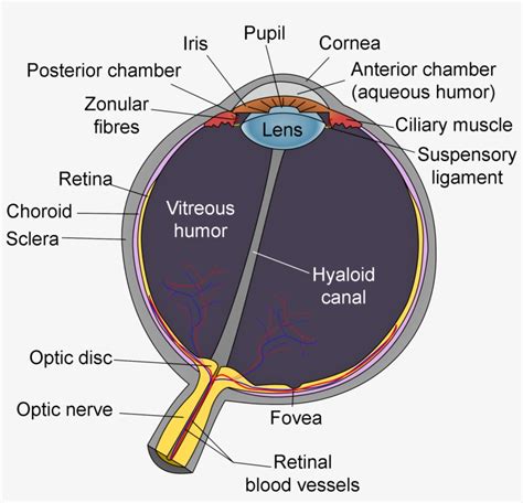 schematic diagram   human eye en edit diagram   eye  transparent png