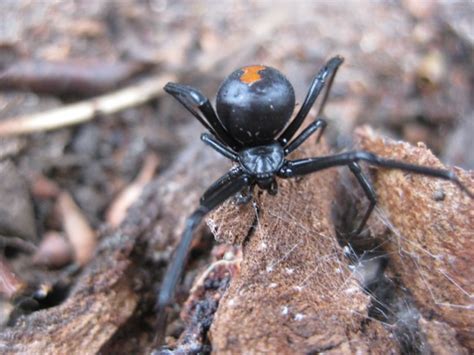 spider control redback white tail funnel web spiders