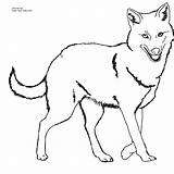 Jackal Coloring Pages Clipart Kids Cliparts Drawing Coyote Golden Color Printable Clip Animal Preschool Library Click Kindergarten sketch template