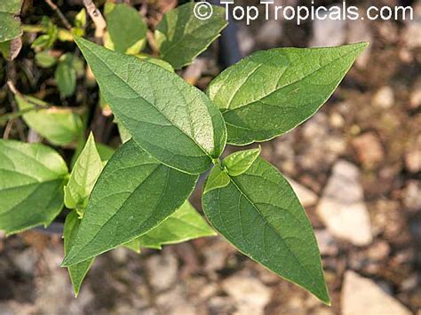 nyctanthes arbor tristis arbor tristis sad tree night
