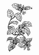 Malvorlage Pflanze Pianta Plante Plantas Ausmalbild Ausmalen Scarica sketch template