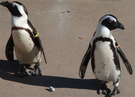 Tale Of Same Sex Penguin Pair Goes Viral The Star