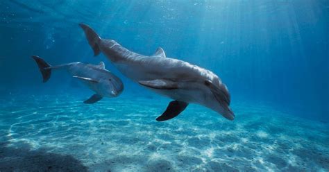 5 surprising facts about dolphin sex from their love of eels to having