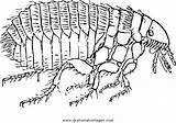 Floh Pidocchio Pulce Insekten Insetti Flea Tiere Malvorlage Kategorien sketch template