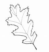 Leaf Coloring Oak Printable Getcolorings Pages Getdrawings sketch template