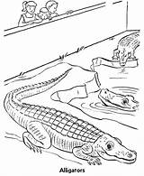 Colorir Krokodil Mewarna Alligator Alligators Reptile Repteis Ausmalbilder Buaya Crocodile Pemandangan Reptiles Pintarcolorir Ausmalbild Terhebat Cage Q1 Kanak sketch template