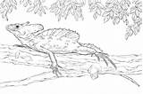 Basilisk Coloring Green Plumed Pages Lizard Kids Crested Basiliscus Plumifrons sketch template