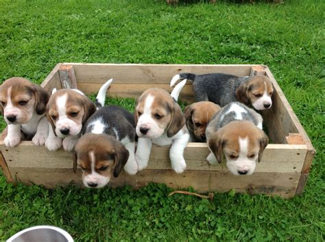 beagle dogs temperament exercise  grooming inspirationseekcom