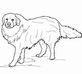 Pyrenees Coloring Great Pages Dog Dogs Printable Drawing Supercoloring Mountain Bernese Colouring Template Categories Kids sketch template